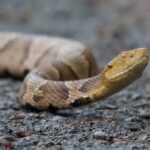 Northern_Copperhead_(48934794243)