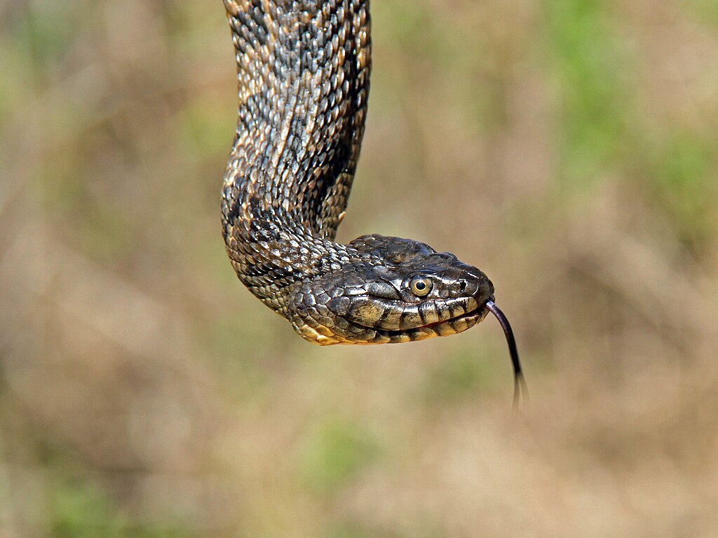Northern_Diamondback_Water_Snake