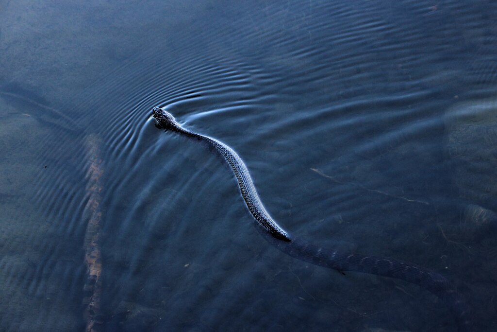 Northern_water_snake_Nerodia_sipedon