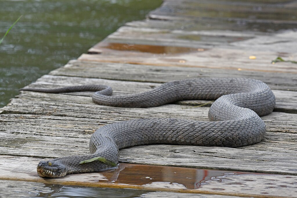 Northern_water_snake_mariner_point_park_