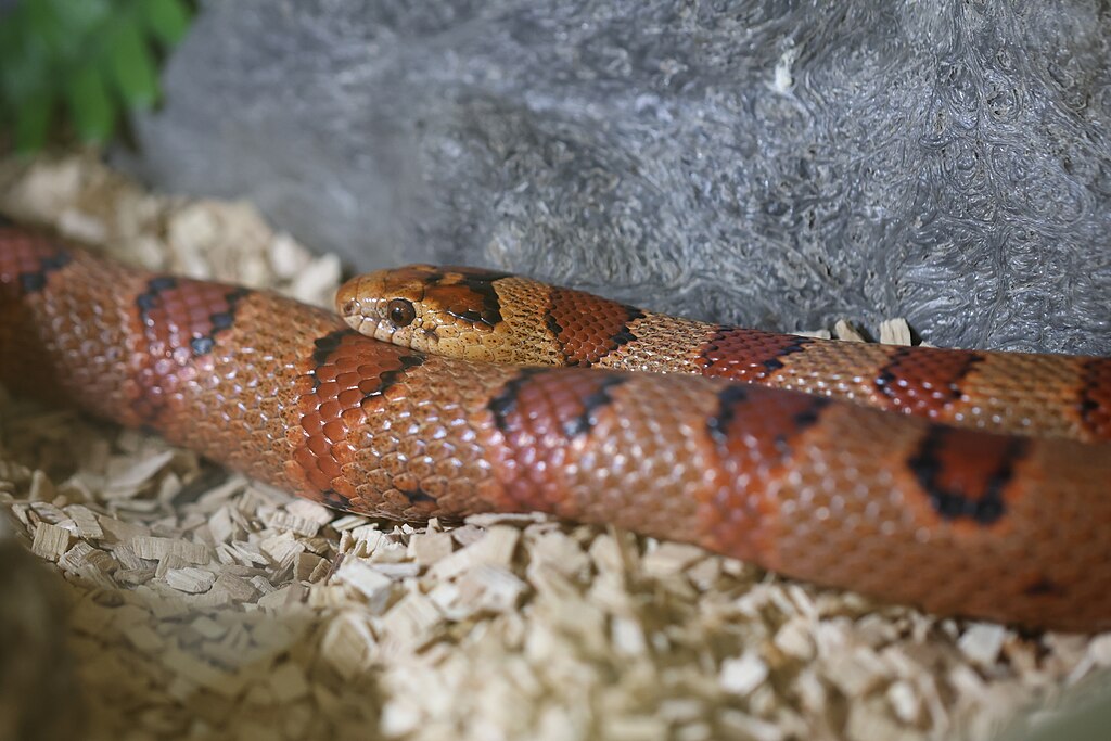 Nuevo_León_kingsnake_(Lampropeltis_leonis)