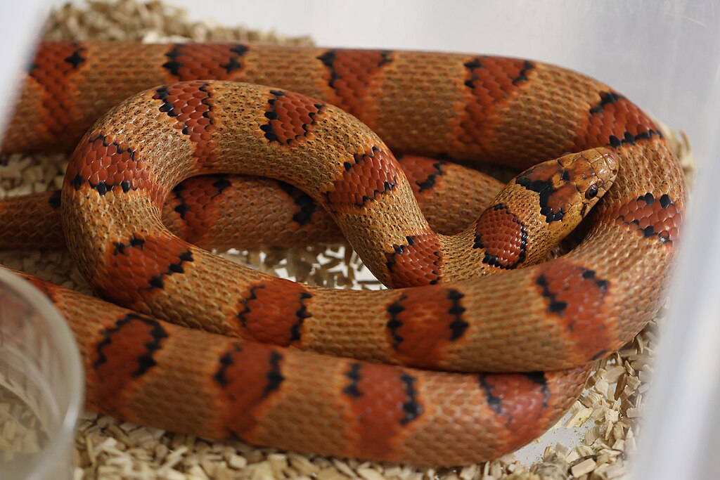 Nuevo_León_kingsnake_(Lampropeltis_leonis)_2
