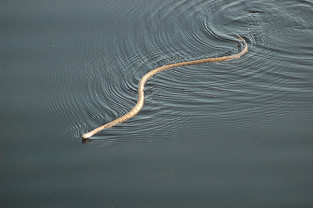 Okavango_Delta,_Botswana_