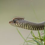 Oriental_Rat_Snake_with_caterpillar
