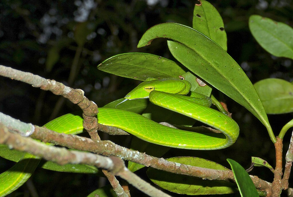 Oriental_Vine_Snake_(Ahaetulla_prasina)_(8753274565)