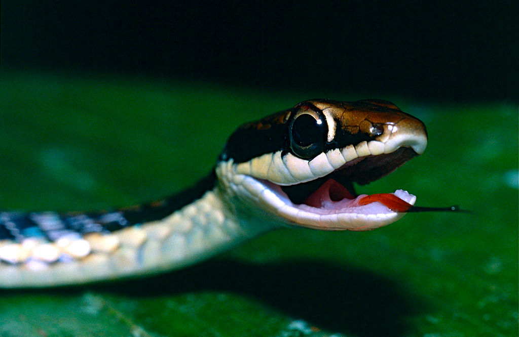 Painted_Bronzeback_(Dendrelaphis_pictus)