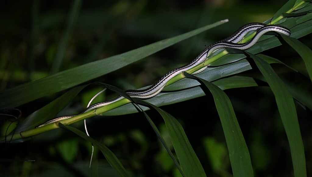 Painted_Bronzeback_(snake)_