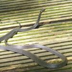 Paradise_Tree_Snake_Chrysopelea_paradisi_at_Singapore_DSCF6896