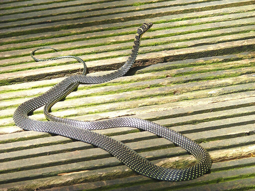 Paradise_Tree_Snake_Chrysopelea_paradisi_at_Singapore_DSCF6896