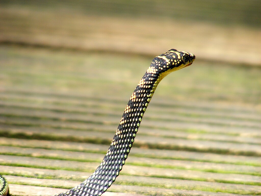 Paradise_Tree_Snake_Chrysopelea_paradisi_at_Singapore_DSCF6917_(9)