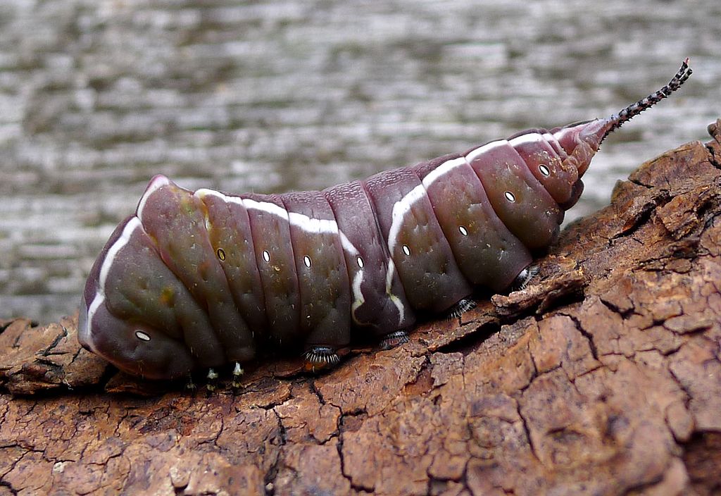 Puss_Moth._Cerura_vinula_,_last_stage_darkening_to_purple_before_pupating._-_Flickr_-_gailhampshire