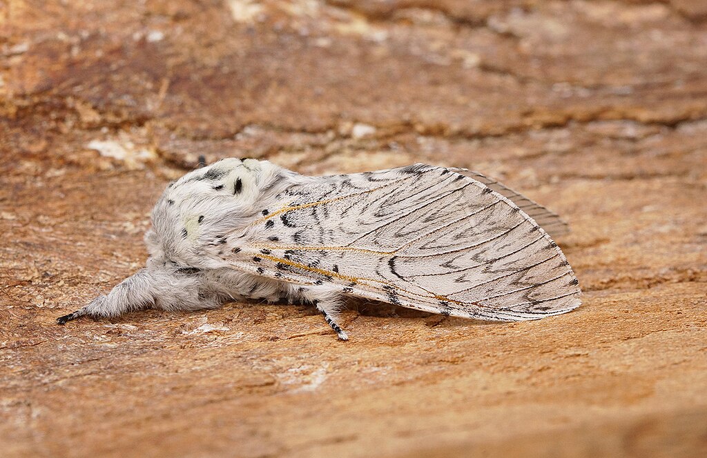 Puss_Moth