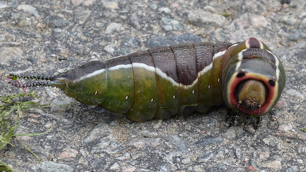 Puss_Moth_(Cerura_vinula)_-_Oslo,_Norway_2020-08-03_(01)
