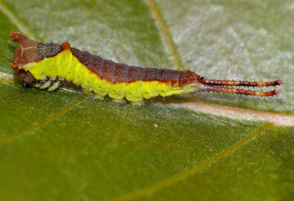 Puss_Moth_(Cerura_vinula)_caterpillar_(14318795927)