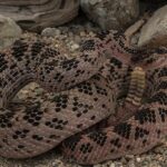 Red_Huamantlan_Rattlesnake_01