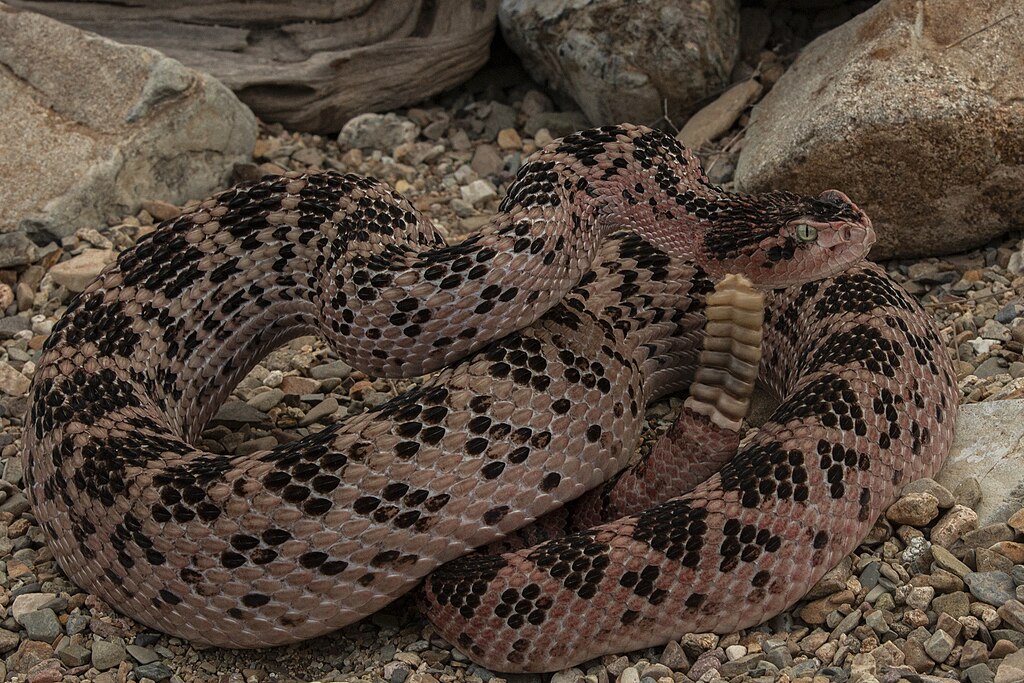 Red_Huamantlan_Rattlesnake_01