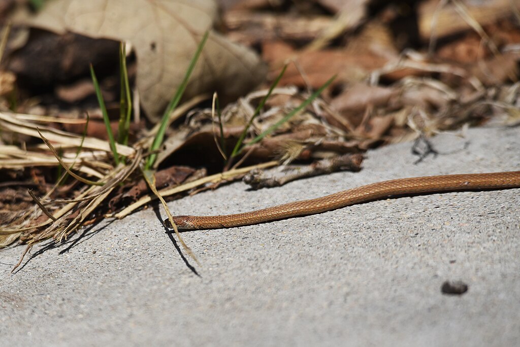 Redbelly_snake_hiding
