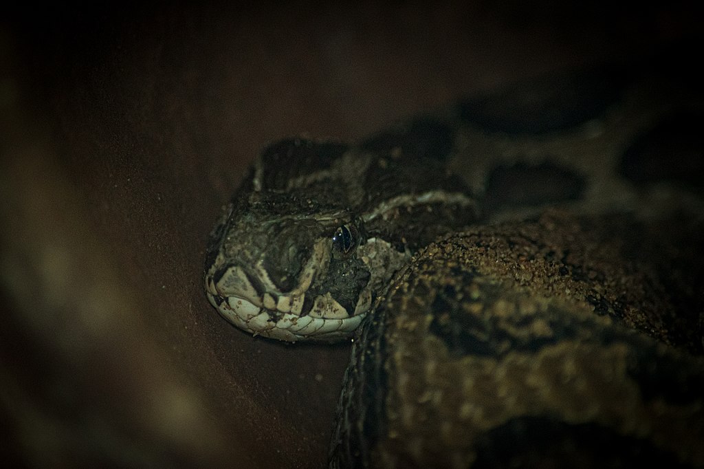 Russell's_viper_ambushing_prey