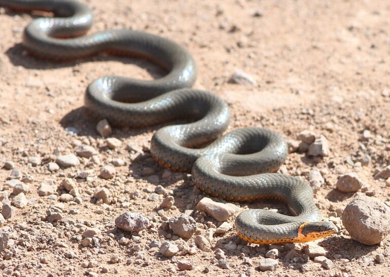 The Snake That Releases a Foul Odor When Threatened