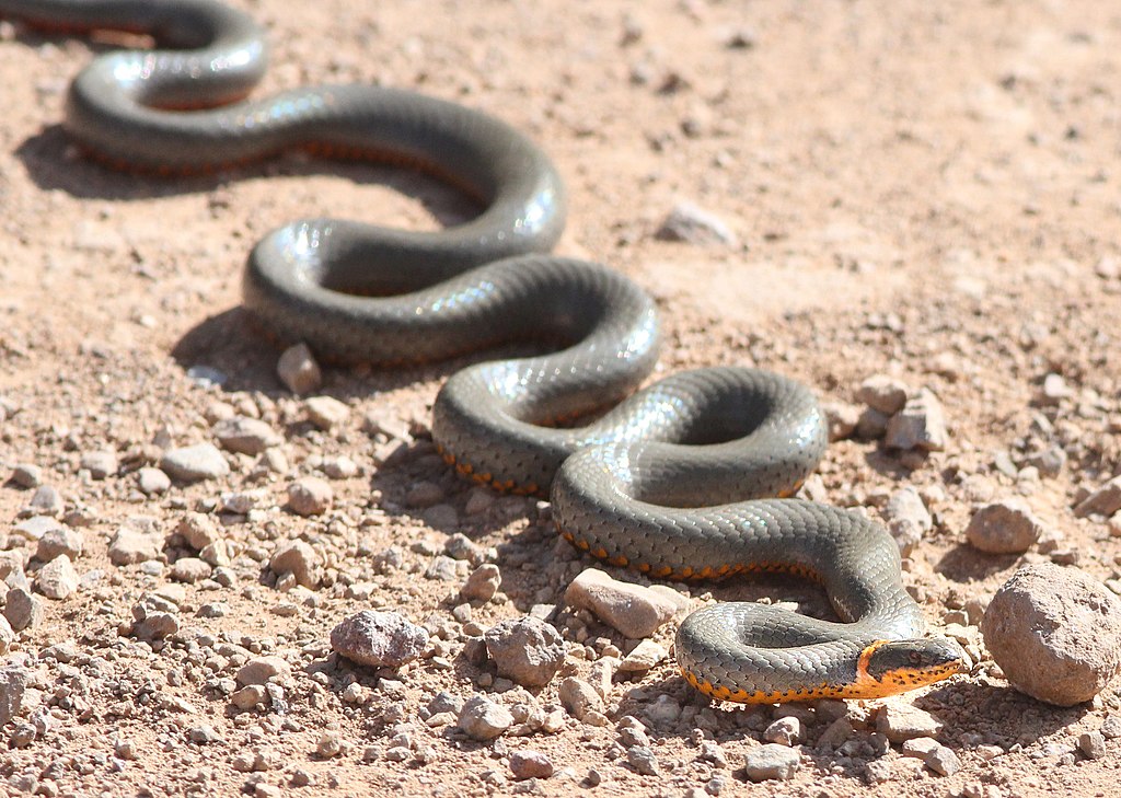 SNAKE,_RING-NECKED_