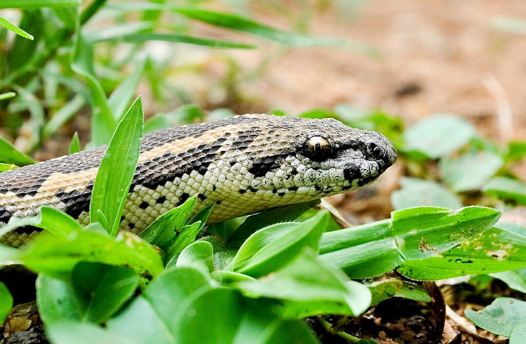 Sand_Boa