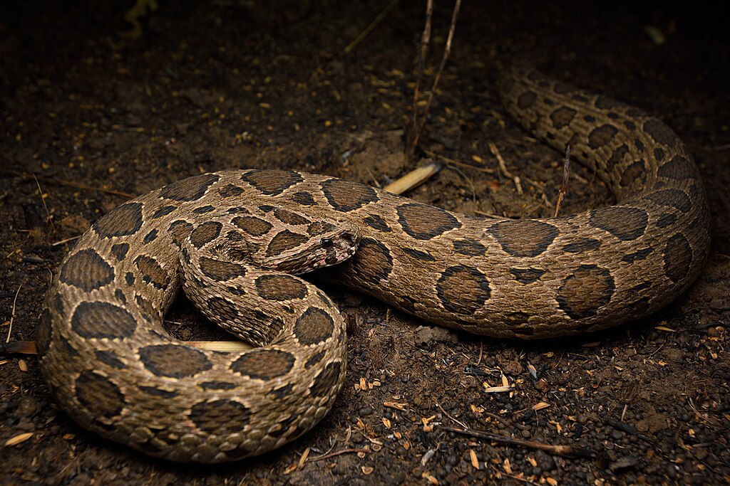 Siamese_Russell's_Viper,_Daboia_siamensis_in_Thailand