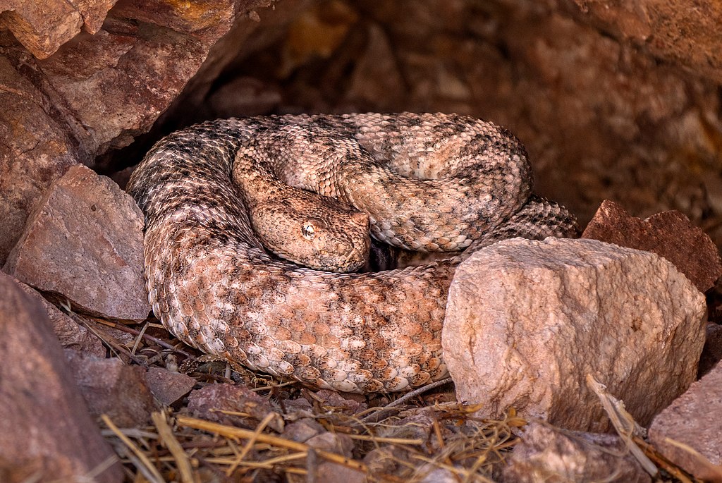 Sidewinder