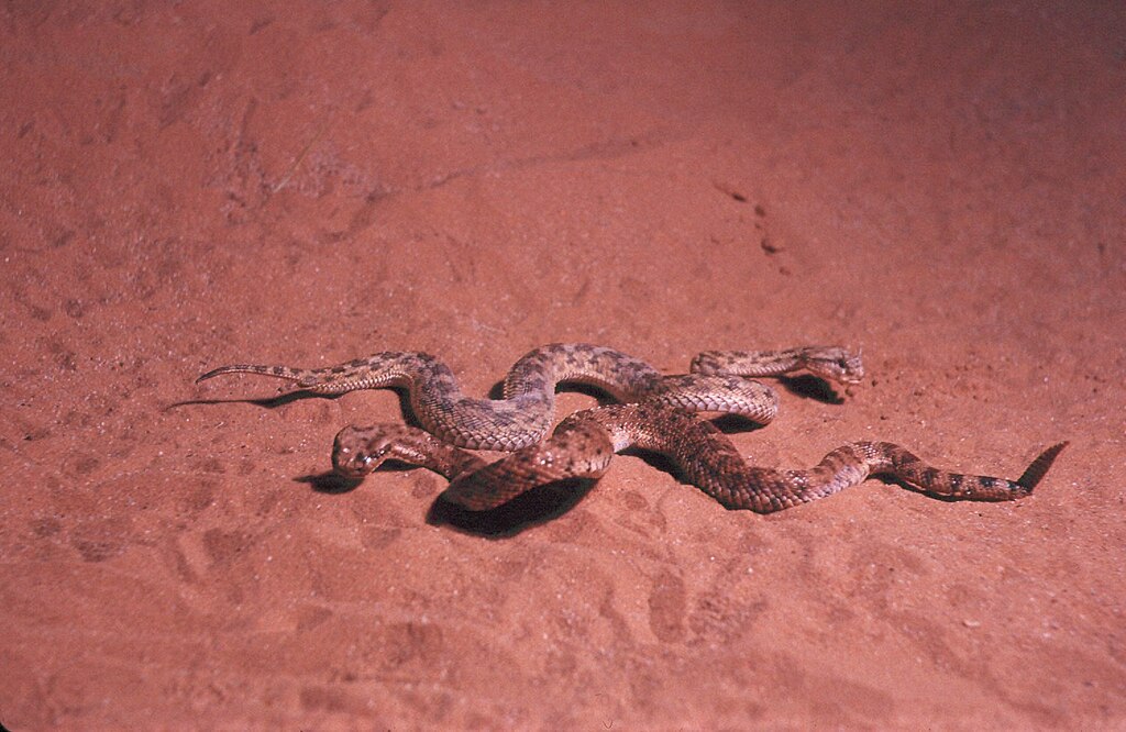 Sidewinder_and_Egyptian_viper_lying_on_sand