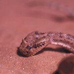 Sidewinder_head_close