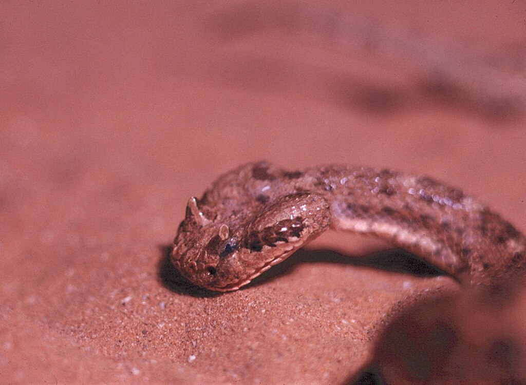 Sidewinder_head_close