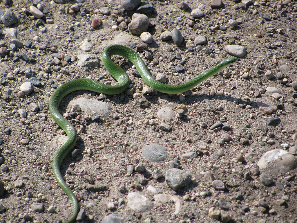 Smooth_Green_Snake_