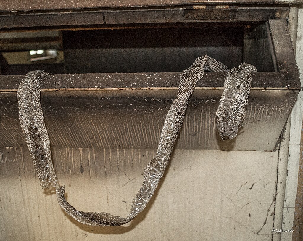Snake_Skin_