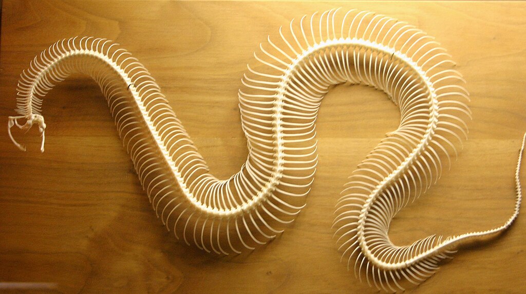 Snake_skeleton