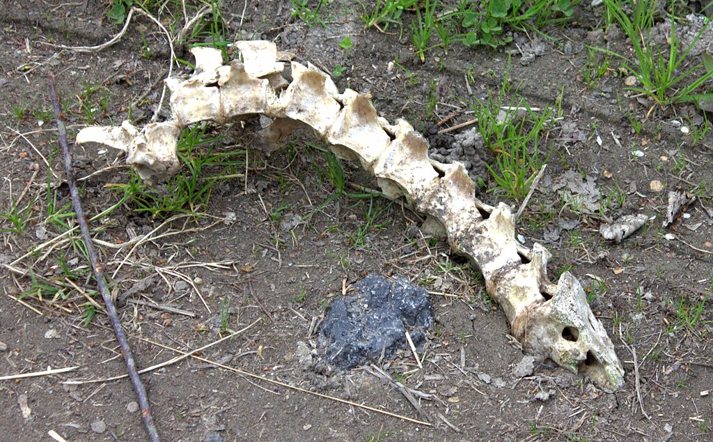 Snake_skeleton_-_geograph.org.uk_-_5362834