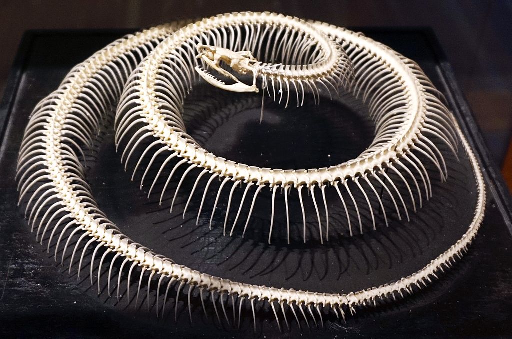 snake_skeleton_3