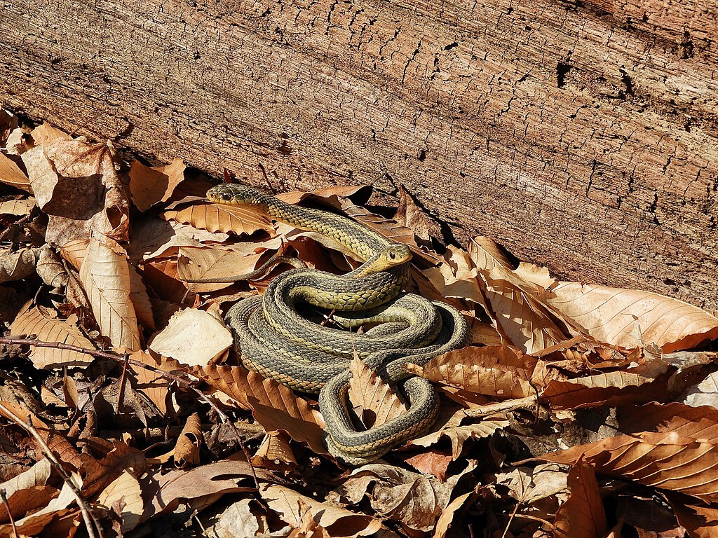 snakes_in_a_Tangle