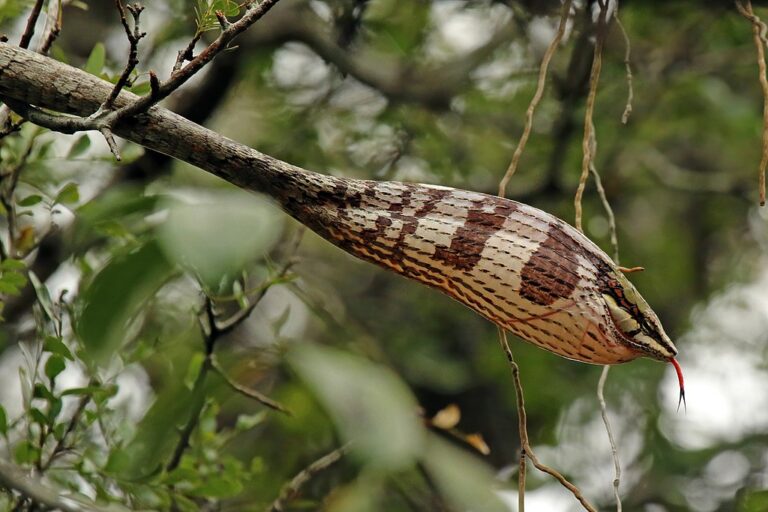 What Snake Colors Actually Mean in the Animal Kingdom