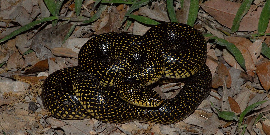 Speckled_Kingsnake_