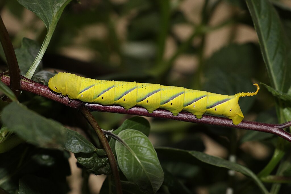 Sphinx_ligustri,_the_privet_hawk_moth_caterpillar_-IMG_4919
