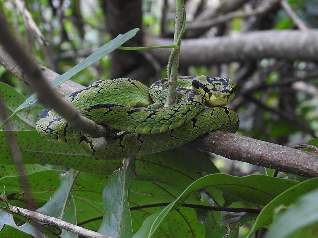 SrilankanPitViper_2