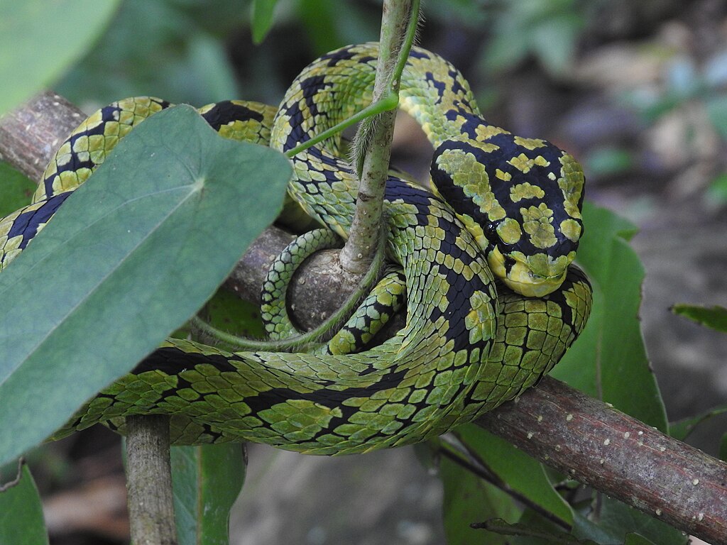 SrilankanPitViper_3