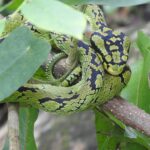 SrilankanPitViper_5