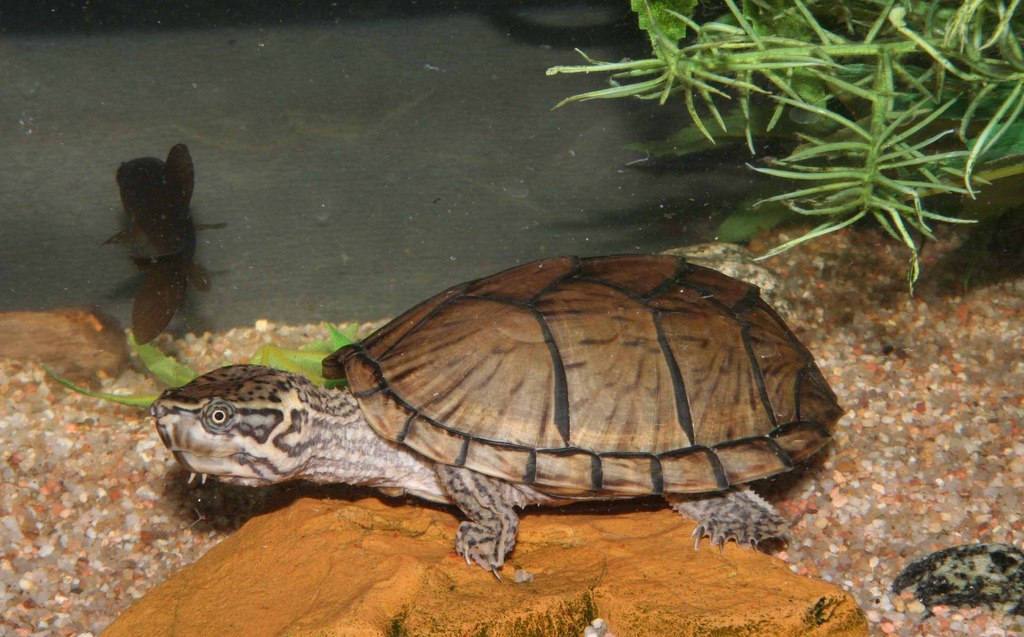 Sternotherus_odoratus___Sternotherus_carinatus