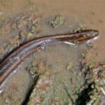 Striped_Water_Snake_(Enhydris_enhydris)