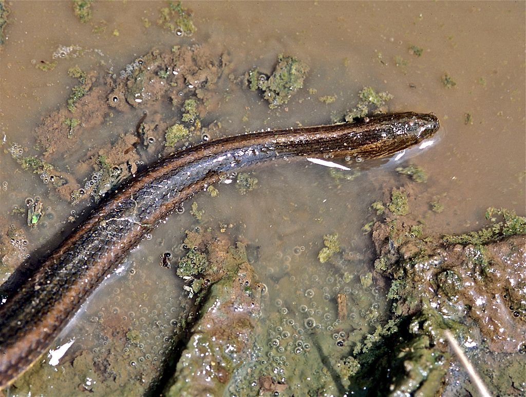 Striped_Water_Snake_(Enhydris_enhydris)