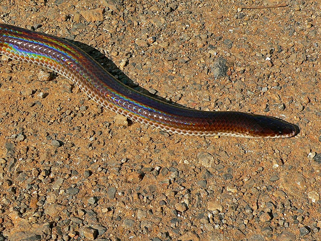 Sunbeam_Snake_