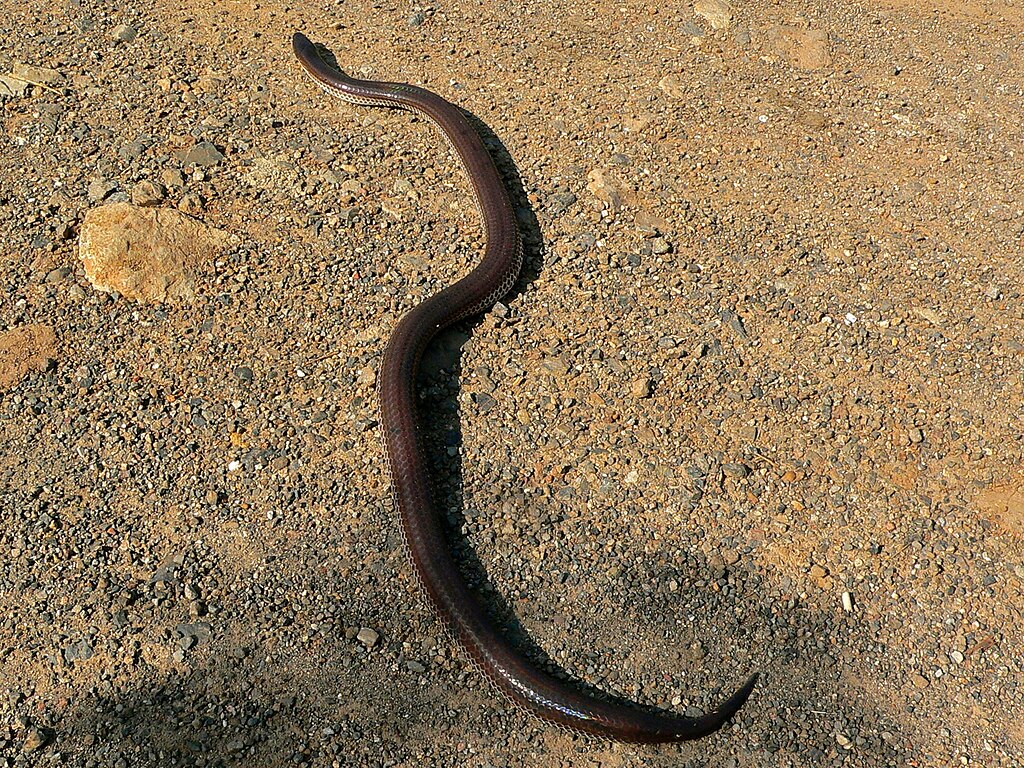 Sunbeam_Snake_