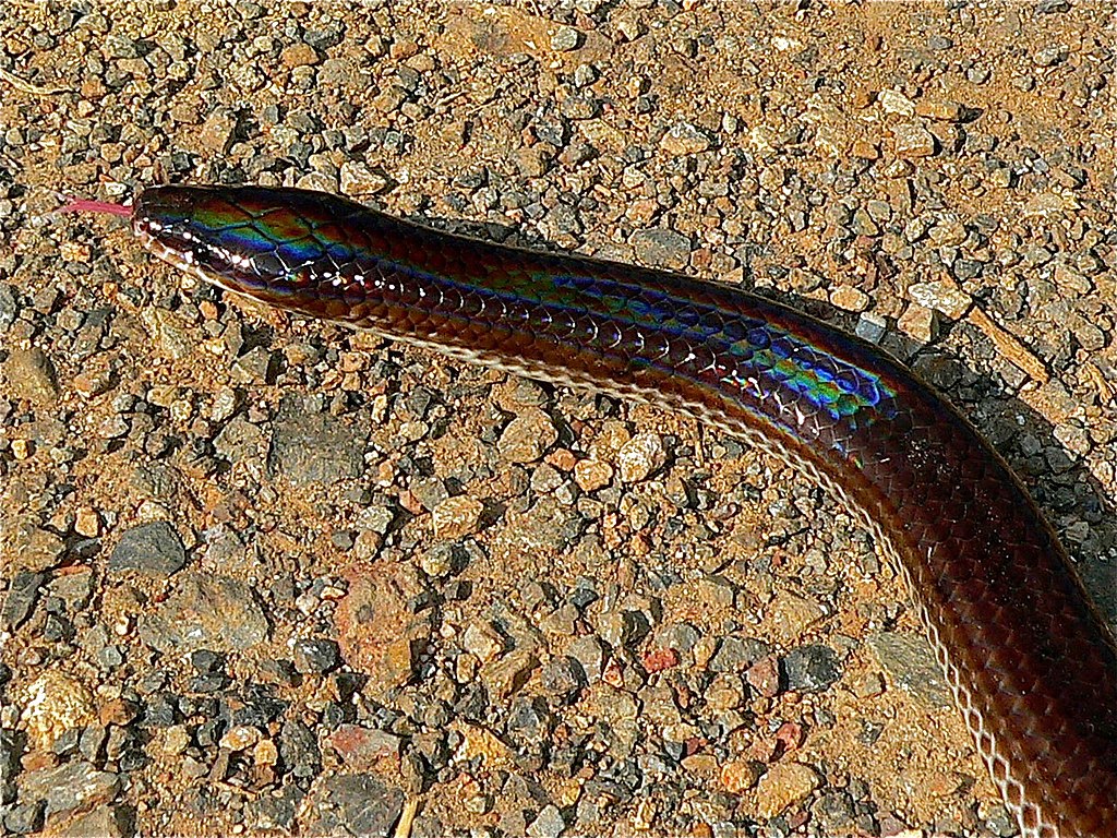 Sunbeam_Snake