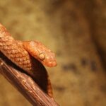Arabian Blind Snake