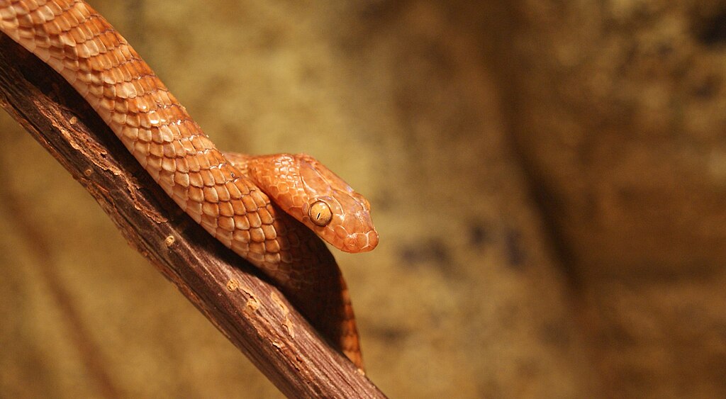 Arabian Blind Snake
